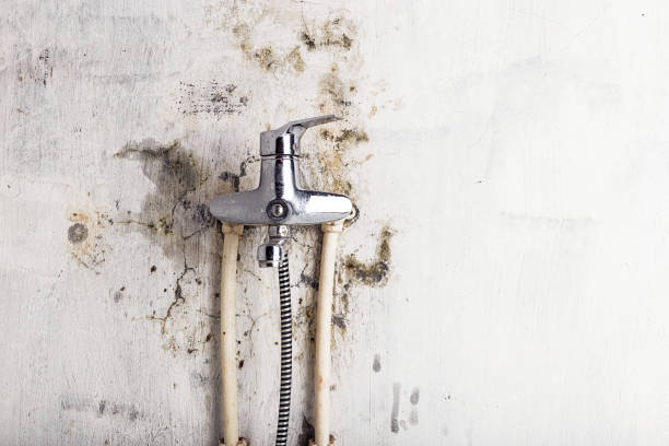 Best Local Mold Removal Service  in Braddock Heights, MD