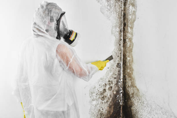 Best Emergency Mold Removal  in Braddock Heights, MD
