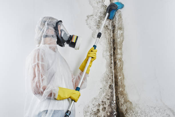 Professional Mold Removal in Braddock Heights, MD