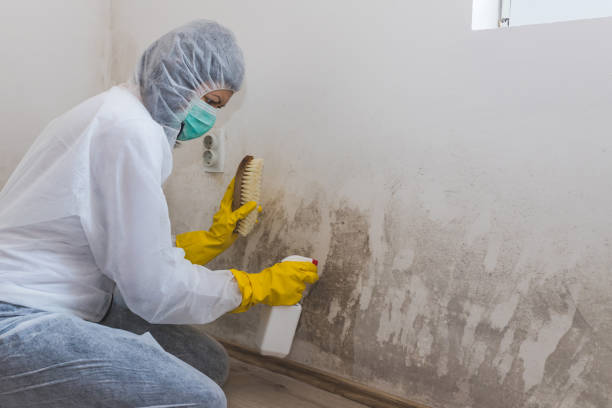 Mold Removal Process in Braddock Heights, MD