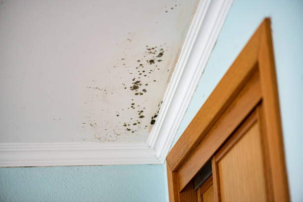 Best Professional Mold Removal  in Braddock Heights, MD