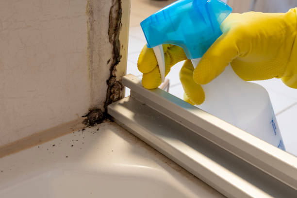 Best Black Mold Removal  in Braddock Heights, MD