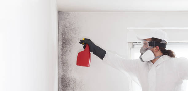Best Mold Removal Near Me  in Braddock Heights, MD