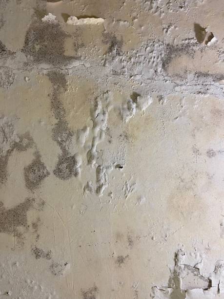 Best Certified Mold Removal  in Braddock Heights, MD