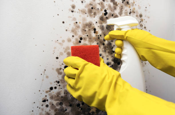 Best Commercial Mold Removal  in Braddock Heights, MD