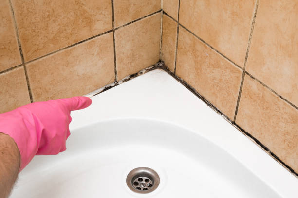 Best Crawl Space Mold Removal  in Braddock Heights, MD
